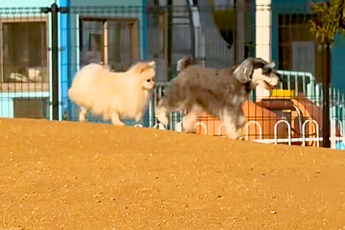ドッグランで、前の犬の『おしり』を追いかける犬→次の瞬間…思わず笑う『シュールな光景』に反響「必死に追いかけてるｗ」「めっちゃ可愛い」