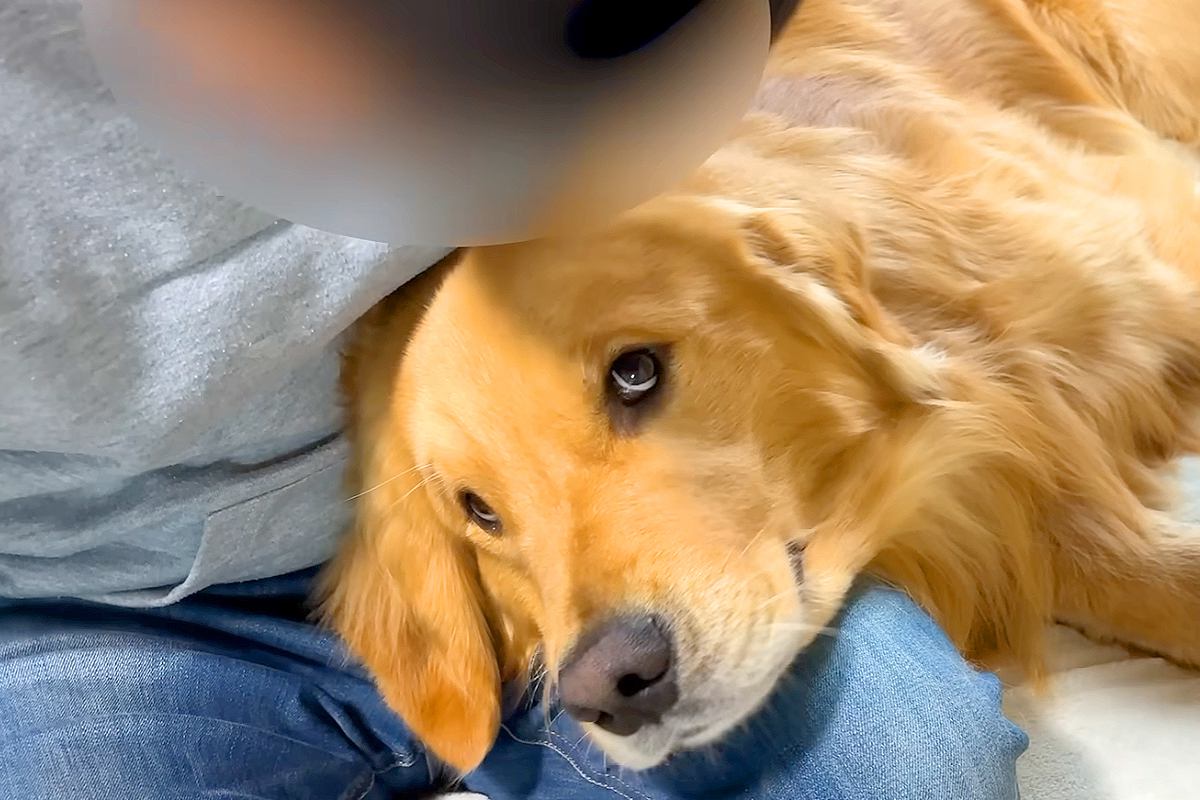 父が帰ってくると『撫でて！』と大喜びする大型犬→母の場合は…理不尽すぎる『お出迎えの違い』に爆笑「めちゃ可愛い」「どんまいですｗｗ」