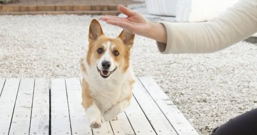 『ドジな子が多い犬種』３選！あなたの愛犬もこんな行動をしていませんか？♡