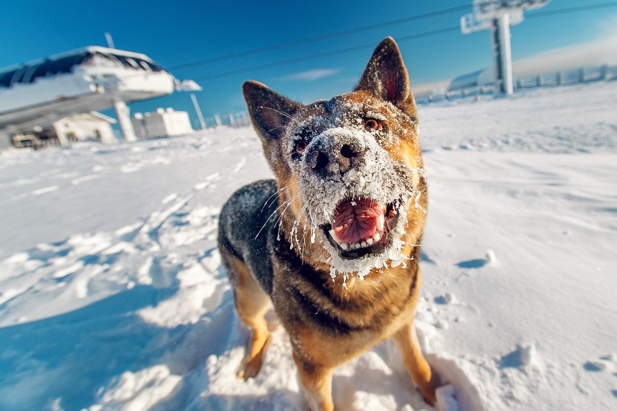 『寒さに耐えることができる』犬種４選　主な特徴や飼い方の注意点まで