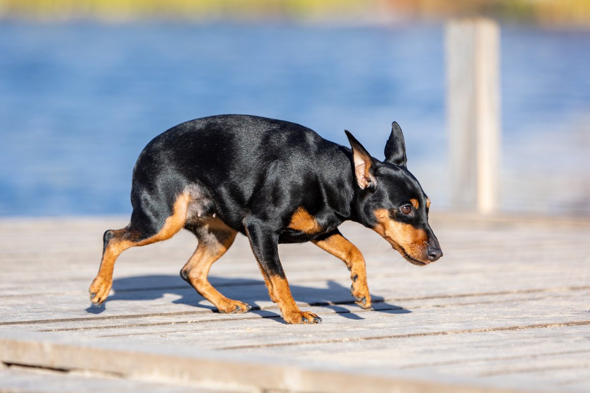 犬が普段より低い姿勢で歩く理由とは　どんな原因があるの？病気が隠れている可能性まで解説