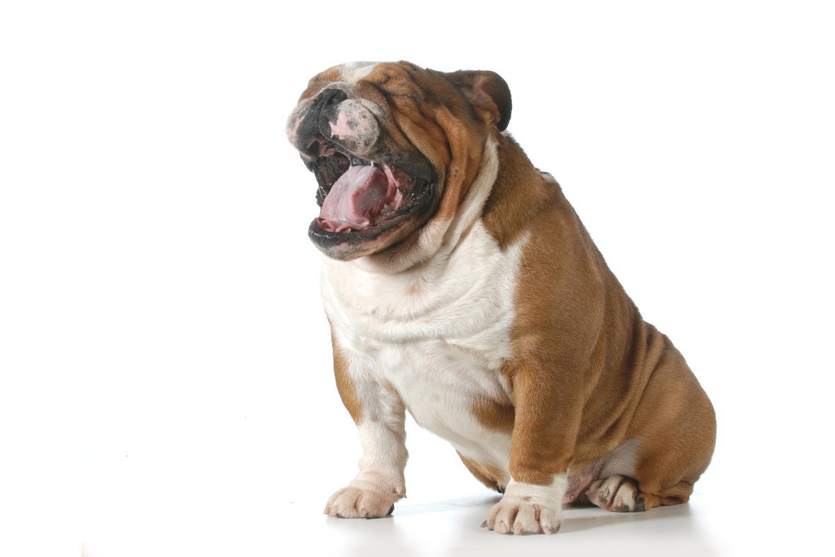 犬が食べ物を喉に詰まらせたときの対処法4つ！予防策とあわせて解説