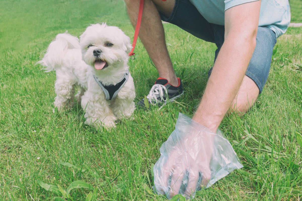 犬がしていたら危険な『ウンチ』5選！色やニオイに注目してみて！