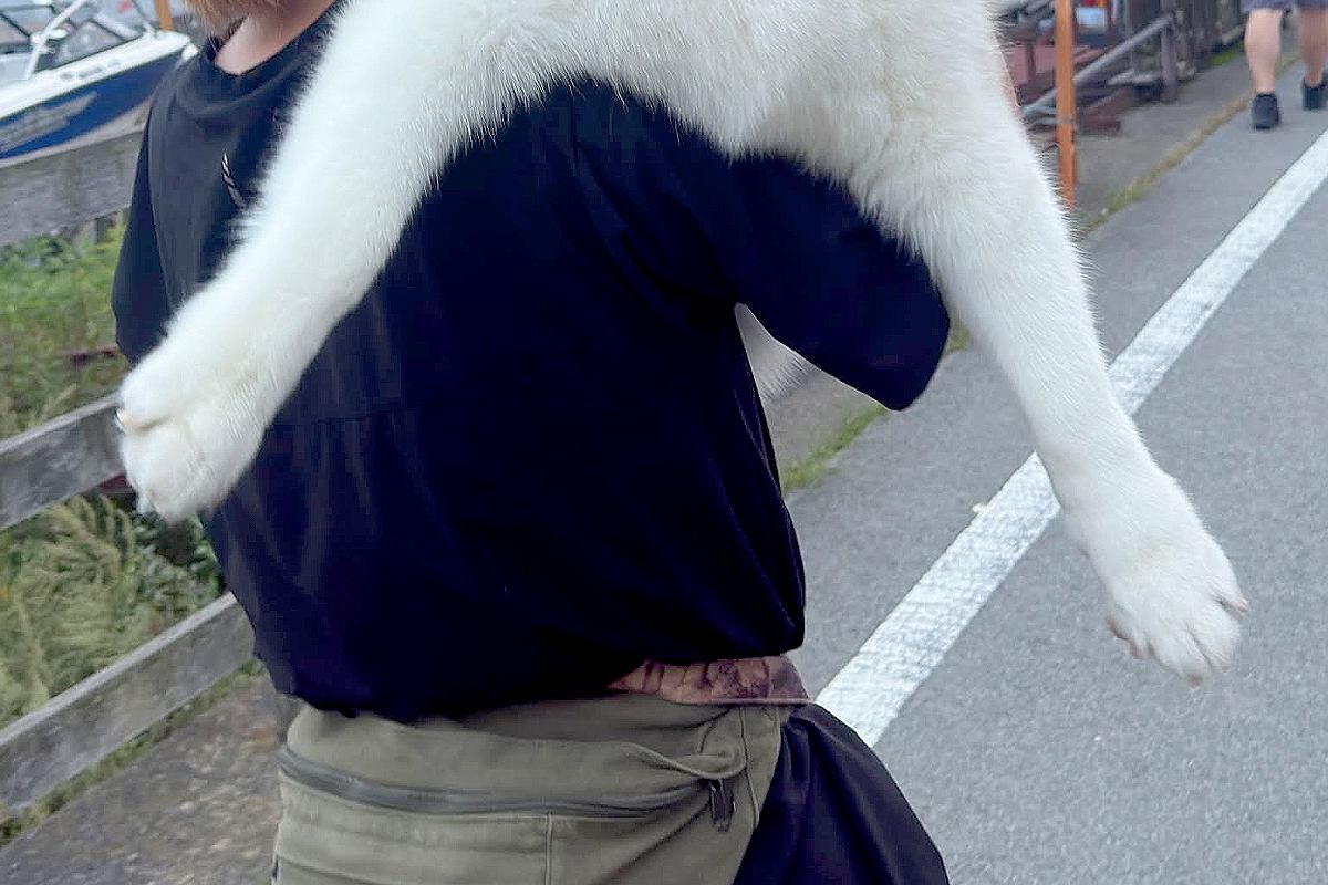26キロの大型犬が『疲れて歩かなくなった』結果→仕方なく抱っこして…自分の大きさを理解していない光景に反響「可愛い」「子犬だと思ってるｗ」