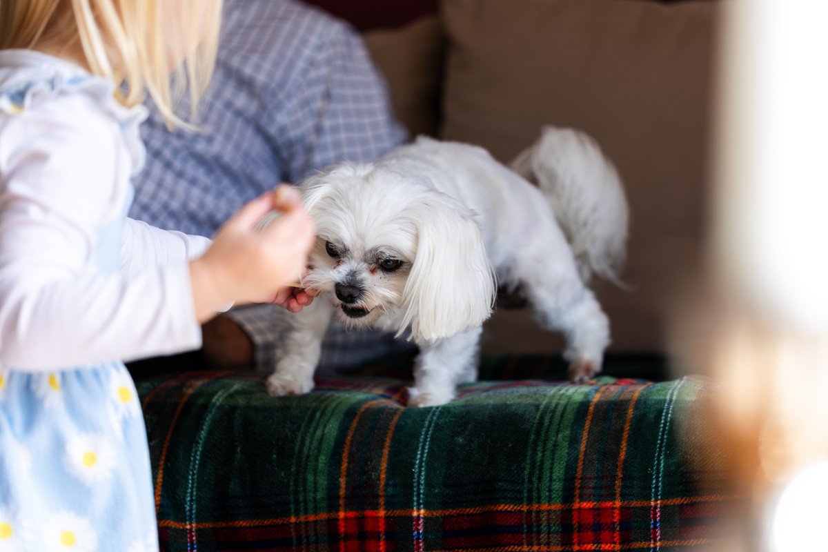 愛犬の足に負担がかかる4つの行為　生活の中でダメージが蓄積しているかも？