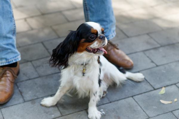 犬が足を引きずって歩くのは病気のサイン？見極める方法とは