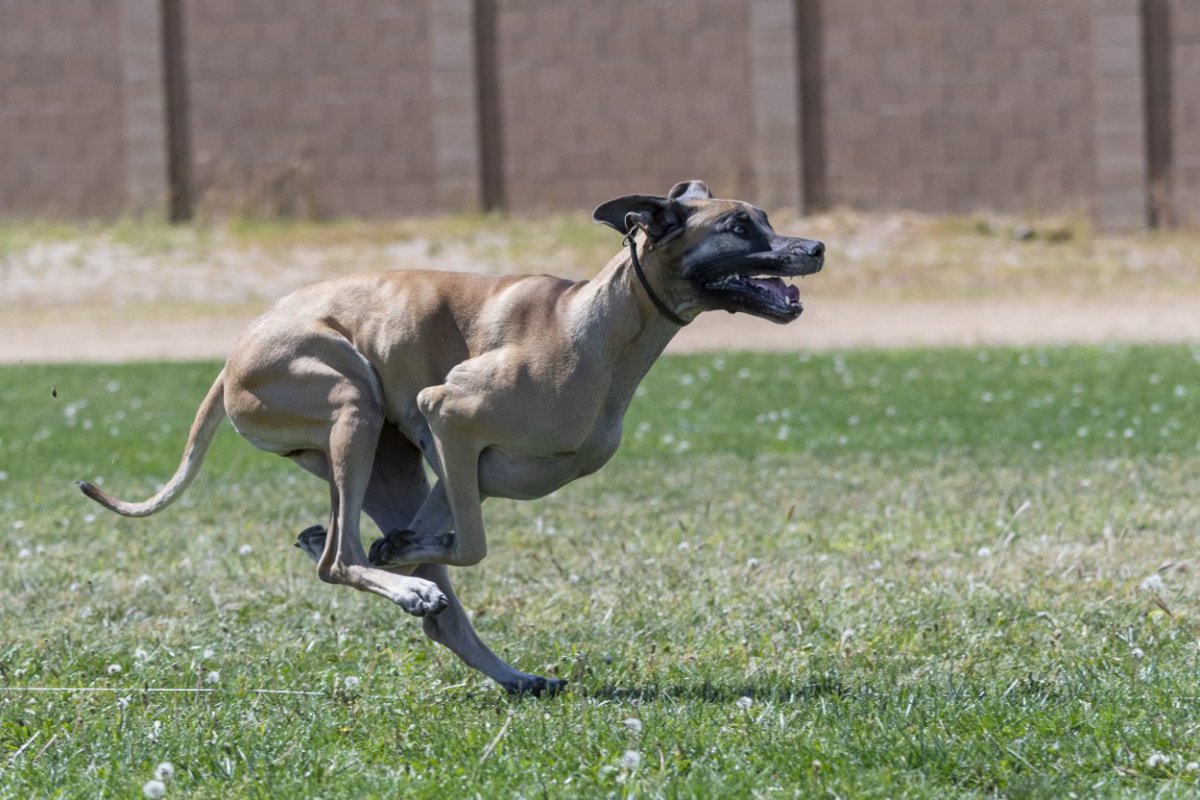 日本で飼うべきではない犬種３選！それぞれの理由や飼い方について解説