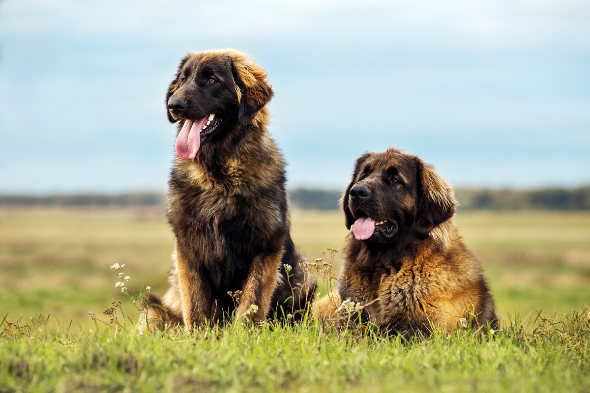 びっくりするほど大きい！世界の『超大型犬種』5選