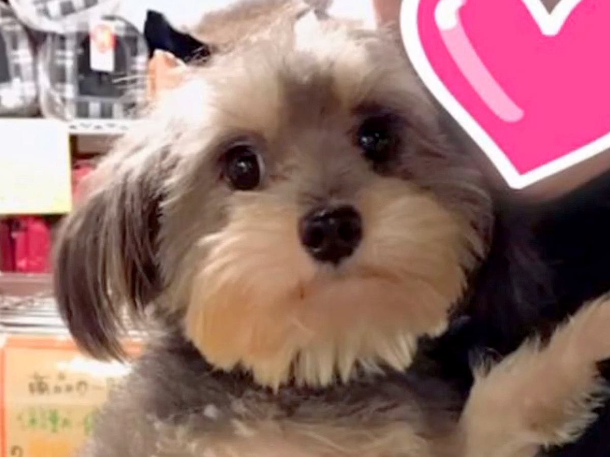 生まれつき心臓が悪く『売れないから』と捨てられた犬をお迎え→獣医からは余命一年宣告をされ…涙が止まらない『現在の光景』が31万再生