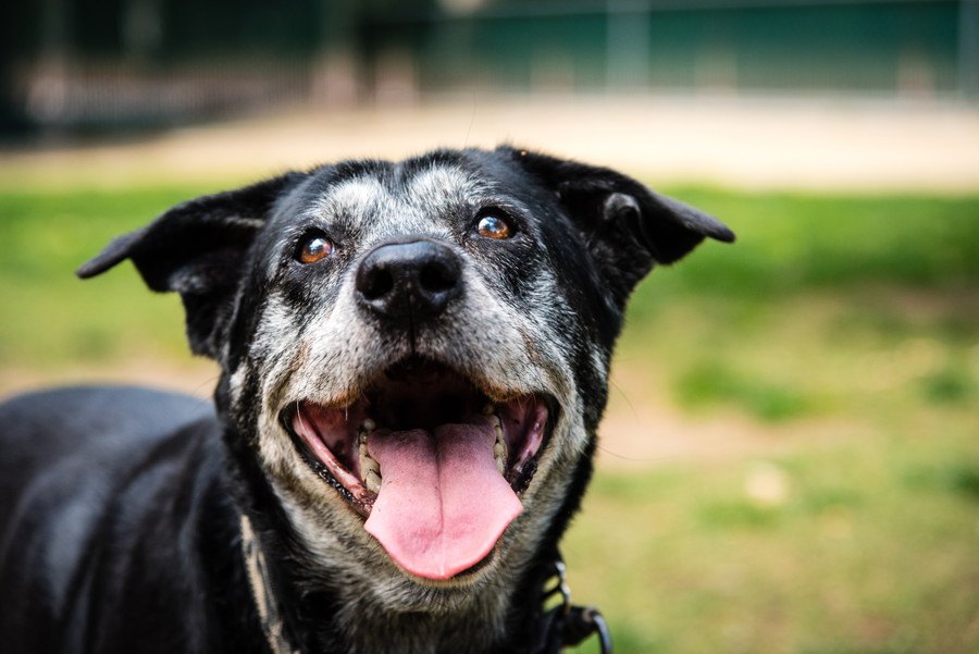 老犬がよくする行動６選！こんな仕草をしていたら病院に行く必要も…？