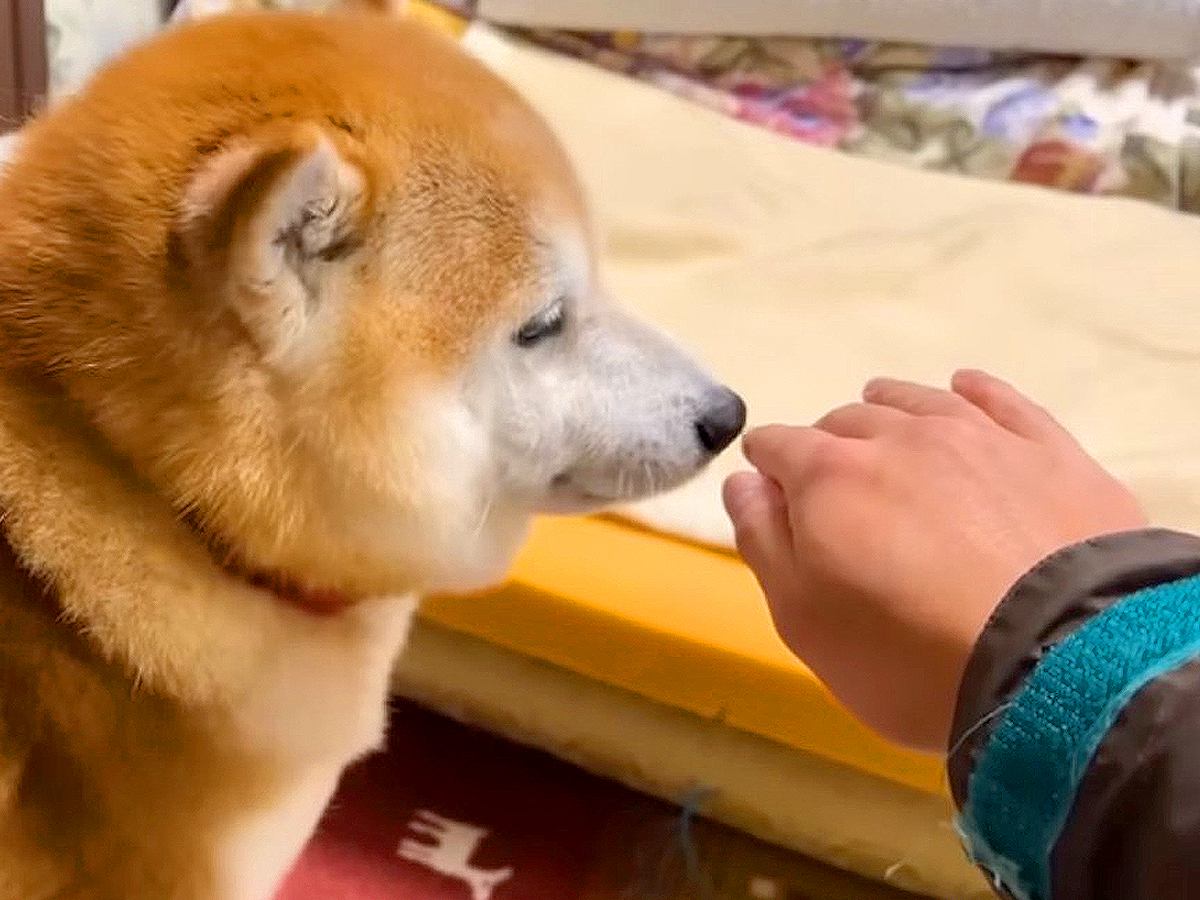 『何もない空間をナデナデ』していたら、犬が…まさかの『正しいナデナデを指導する光景』が13万再生「スパルタで草」「鋭いツッコミｗｗ」