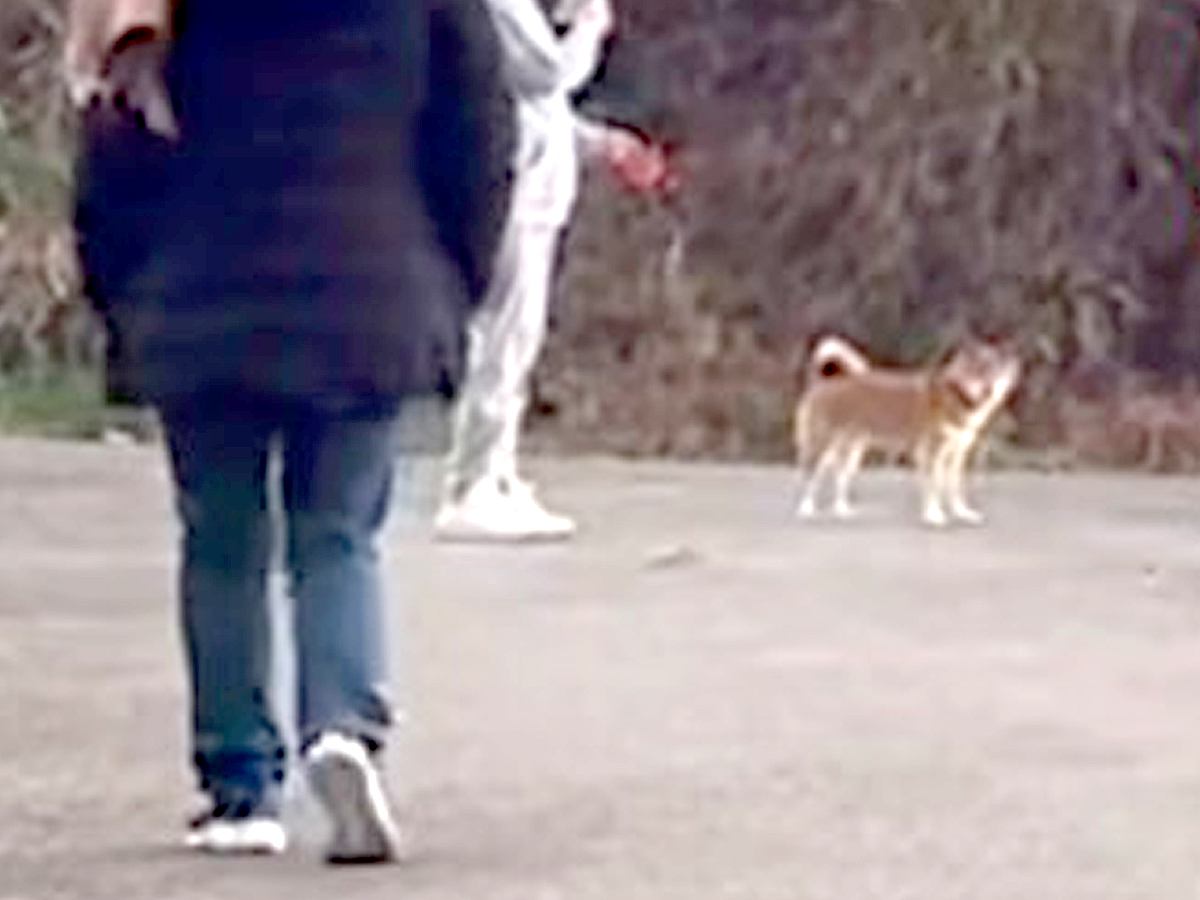 渋々散歩する犬の前に『大好きな人が急に現れたらどうなるのか』検証した結果…『予想以上の反応』が161万再生「シッポ可愛すぎる…」と悶絶