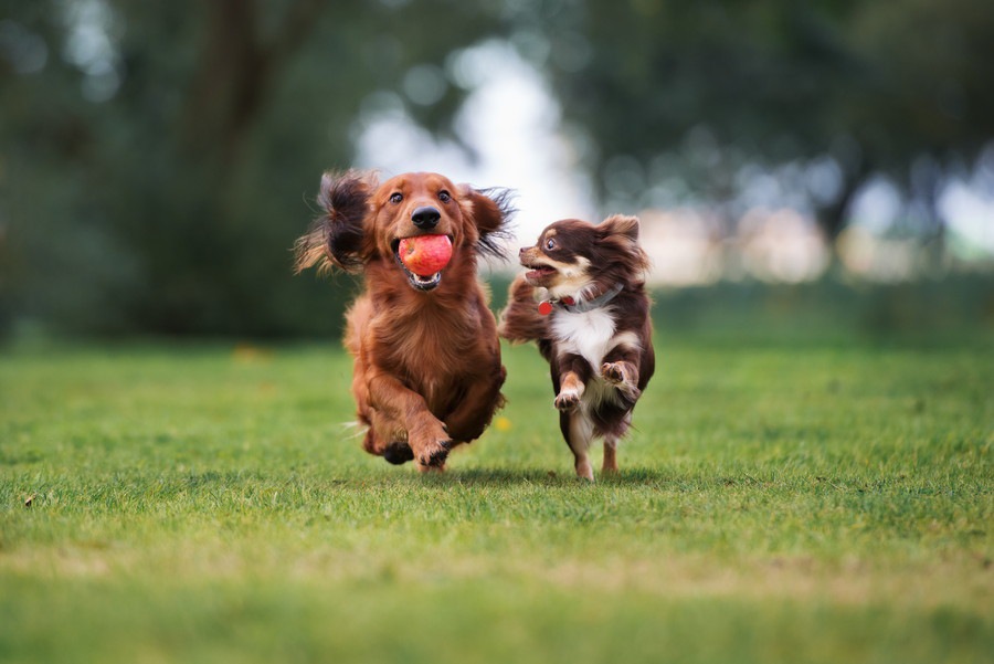 犬にも優しい！愛犬と住みたい街ランキングTOP10【東京23区】