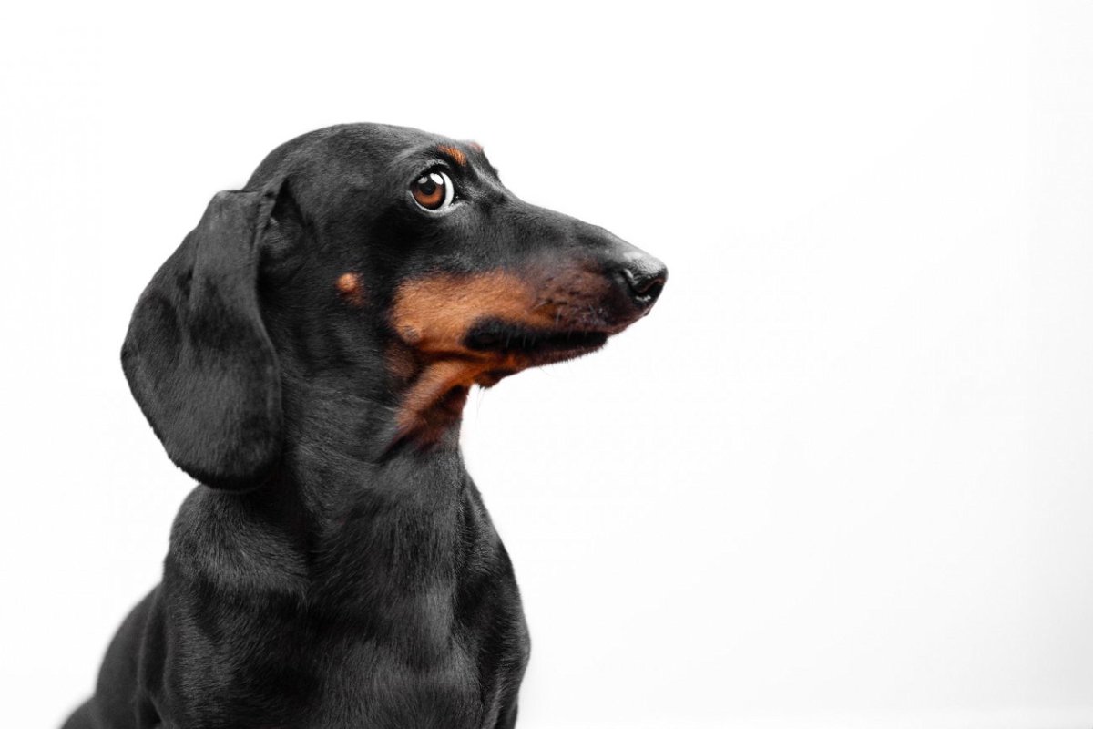 『犬が嫌いな色』2選　人間とわんこの見え方の違いや苦手に感じる理由まで