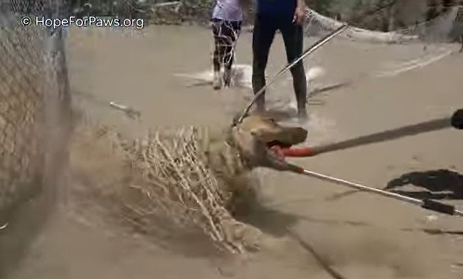 砂漠のような乾燥地帯に捨てられた犬たちを保護！知力・体力勝負でした