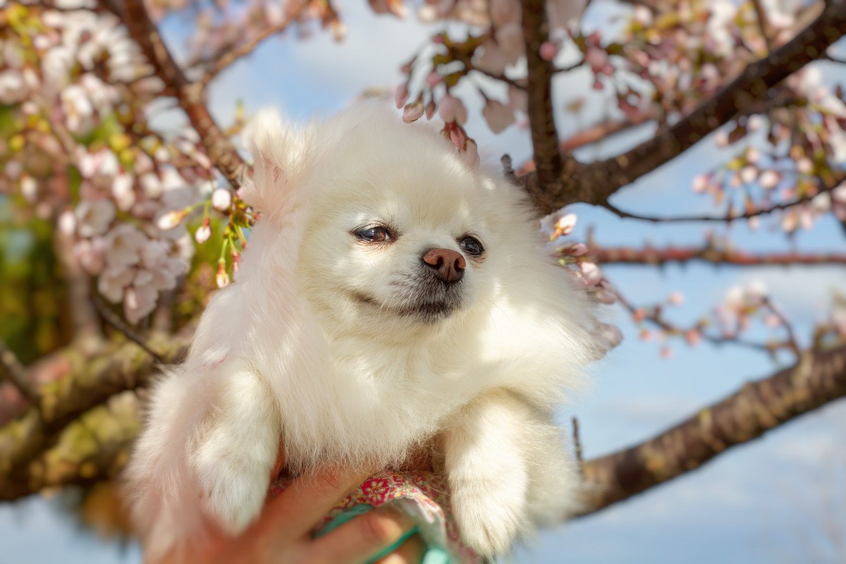 春に注意すべき『犬の病気』4選！危険な症状から予防策まで