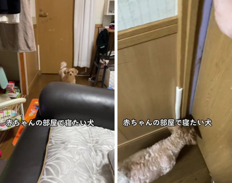 主『赤ちゃんの部屋で寝たいの？』優し犬『えぇ、もちろん！』絶対に赤ちゃんと寝たいわんこの愛情深さとこだわりに大反響