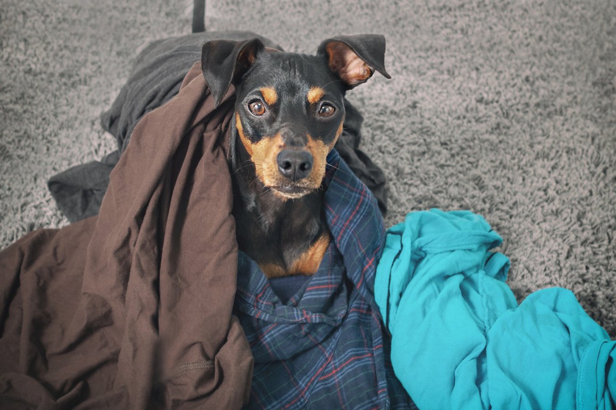 なぜ犬は飼い主の服の上で寝るの？可愛すぎる『5つの心理』とは？