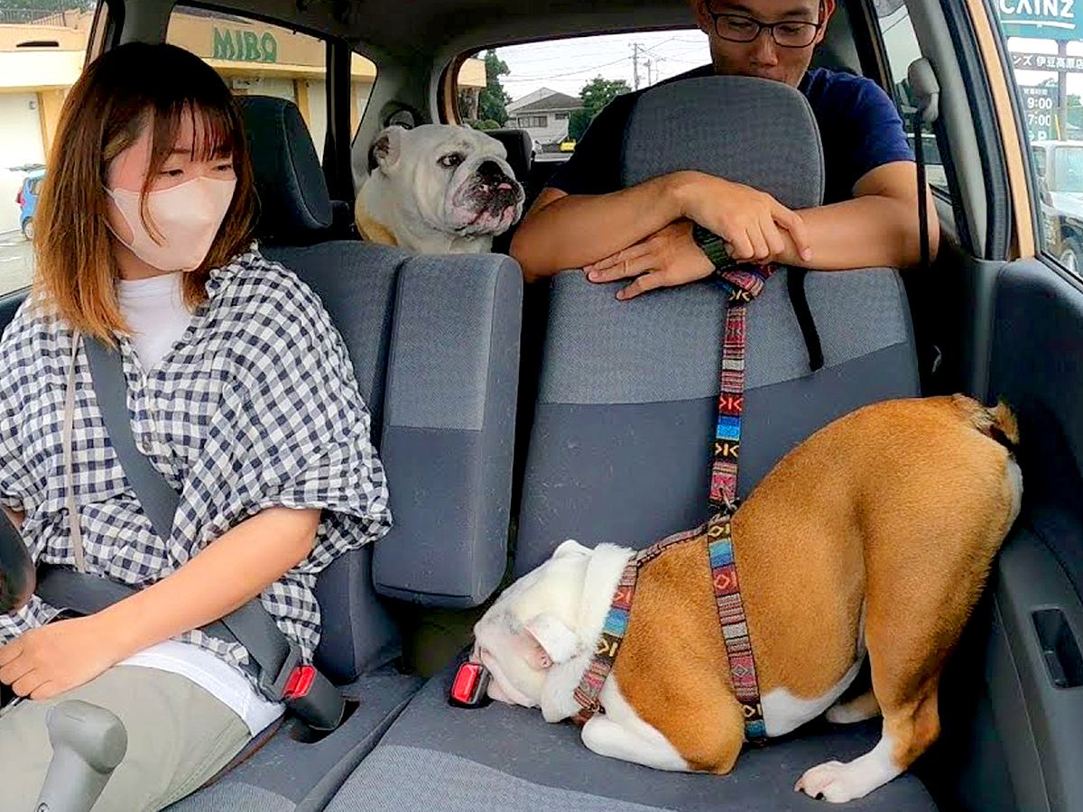 車でお出かけ中、犬が寝ていると思ったら…想像の上をいく『まさかの寝姿』が42万再生「もはやヨガやんｗ」「クセ強すぎて草」と大爆笑の声