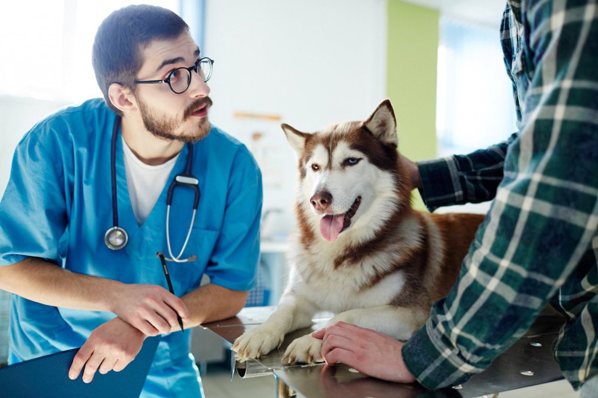 犬のおしっこがオレンジや赤色に…原因は？考えられる4つの病気と予防する対策とは？