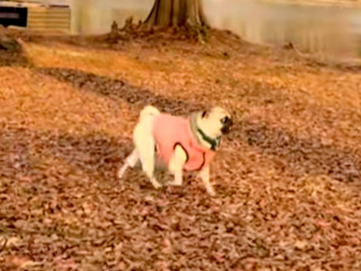 湖のほとりを歩く犬→飼い主を見つけた瞬間…まるで人間？『華麗な二度見』が33万再生「止まる音が聞こえてくるｗｗ」「姿勢までもがキレイ」