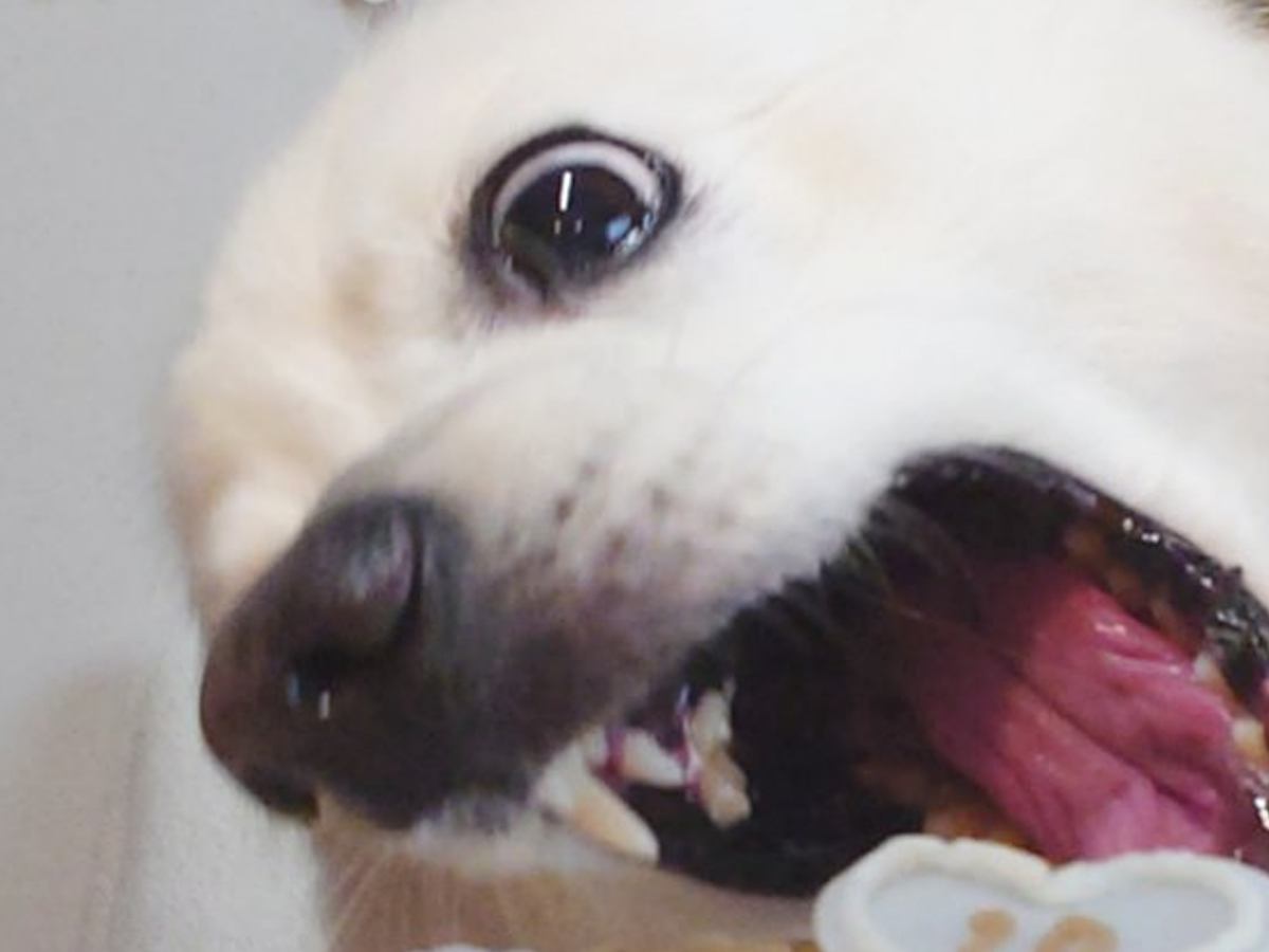 10歳を迎えた老犬→誕生日ケーキと一緒に記念写真を撮ろうとしたら…『思っているのと違う』野性味がある光景に２万いいね「最高ｗ」「可愛い」