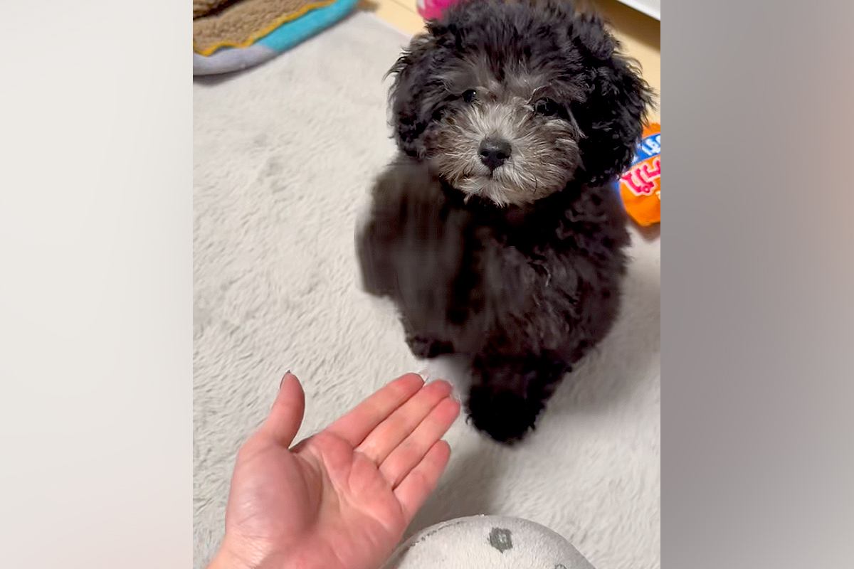 子犬に『お手』をさせてみた結果→ドヤ顔が可愛すぎる『強めなお手』が127万再生「頭の軸ぶれないｗｗ」「関節からお手するタイプで草」と絶賛
