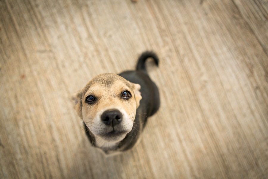 犬がヤキモチを焼いている時の4つのしぐさ