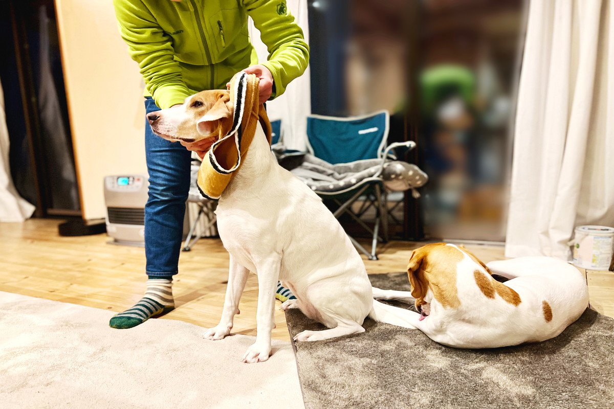 犬が『洋服を嫌がる』理由5つ　どうしても着せなければならない場合の解決策まで