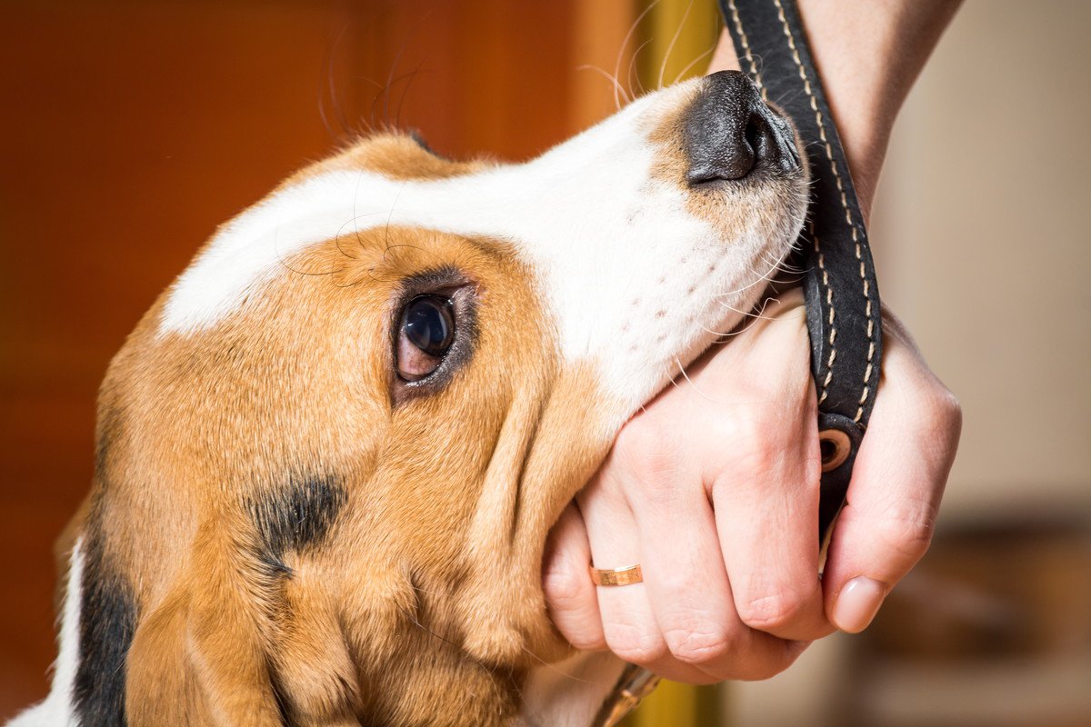 犬が『嫌な気持ちです』と飼い主に伝えているサイン4選　その仕草や行動に「無理にやってたかも」「気を付けます」