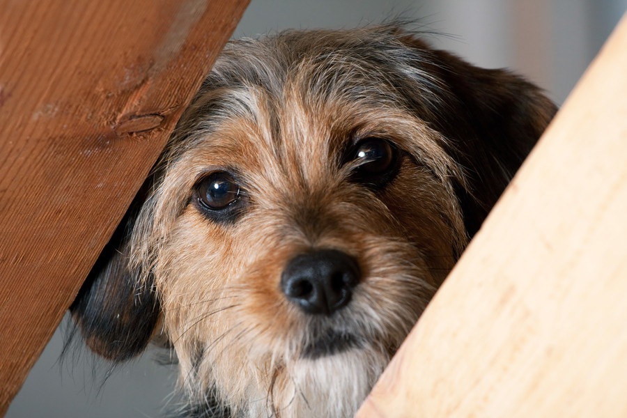 犬の怖がり癖を作っているのはあなたかも？主な原因と改善方法