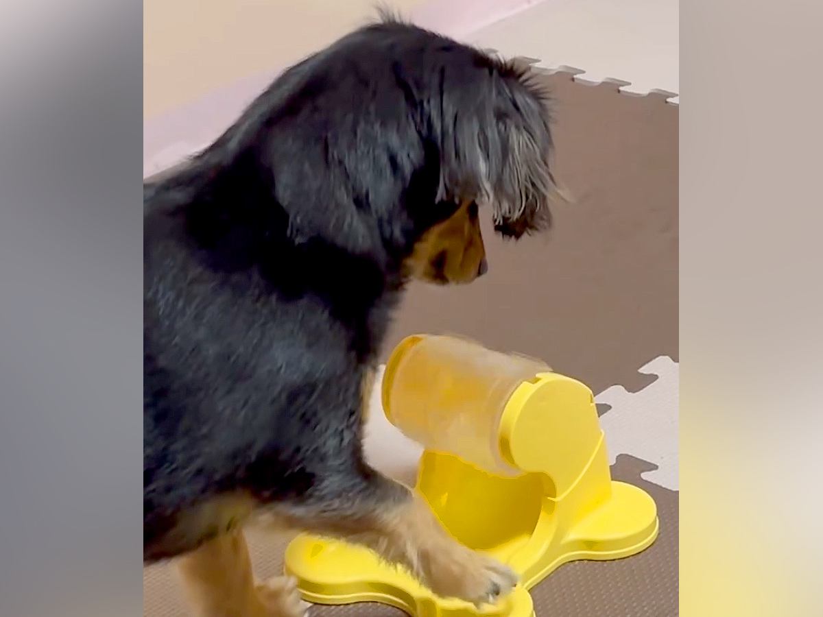 『回すとごはんが出るオモチャ』で遊ぶ犬…あまりにも『プロすぎる手つき』がジワジワくると297万再生「何度も見ちゃうｗ」「スロットで草」