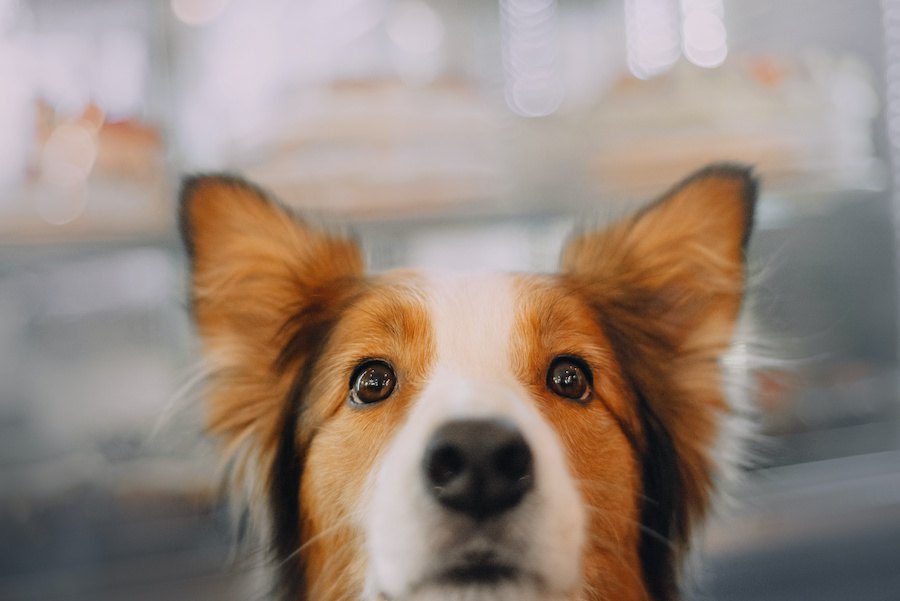 犬の毎日の日課って？何をきっかけに覚えるの？