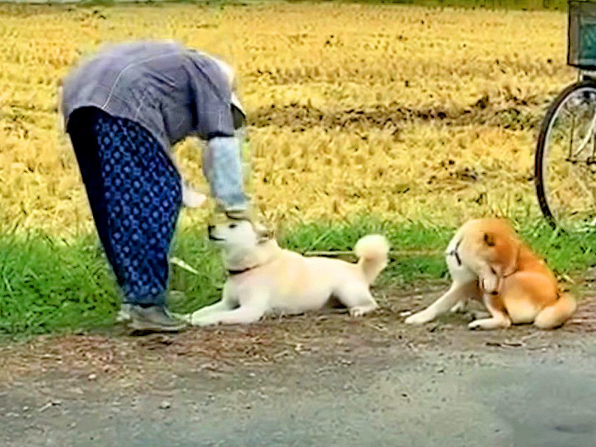 『柴犬夫婦とおばあちゃん』が一緒に休憩…尊すぎる姿に心洗われる人続出「見守り隊かわいすぎるｗ」「世界に誇れる風景」と23万再生