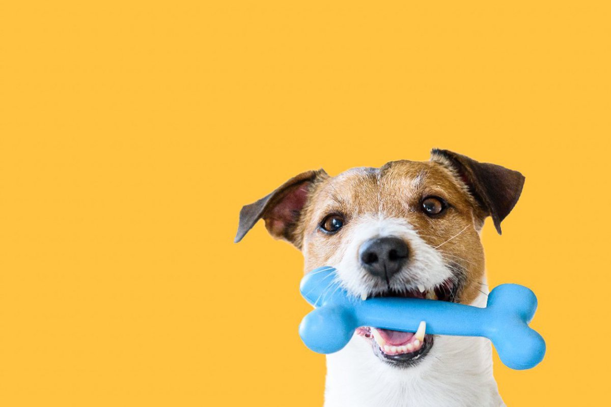 「噛むこと」は犬の記憶力を向上させるだろうか？【研究結果】