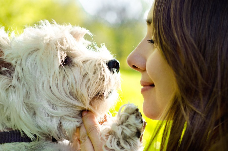 犬の顔認知についての研究結果