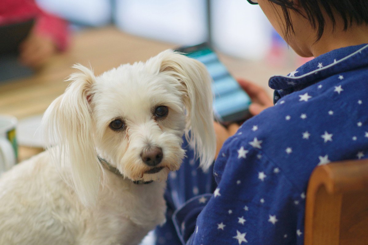 愛犬の心が壊れてしまう『最悪な行動』4つ　飼い主が絶対にしてはいけない最低な行為とは？