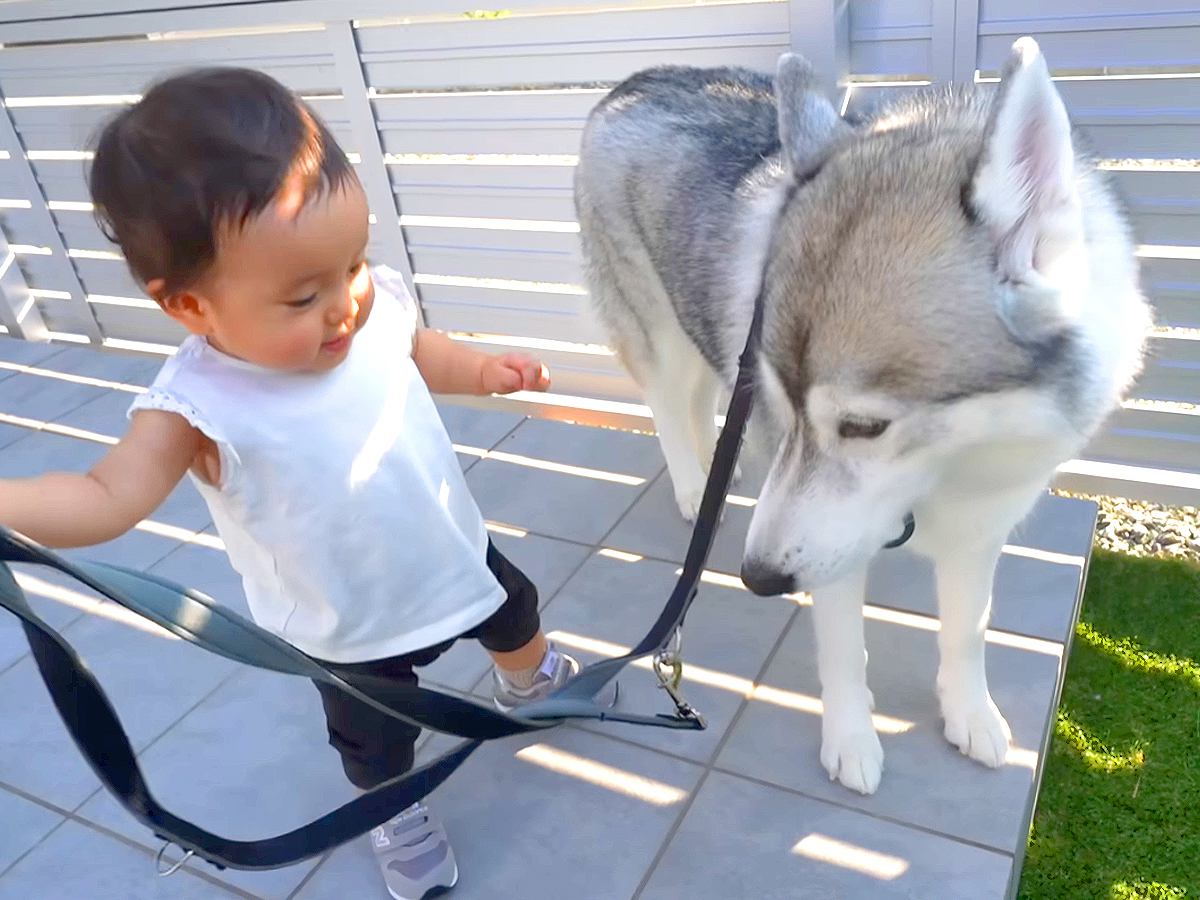 1歳の女の子に『ハスキー犬の散歩をさせてみた』結果…まさかの『完全に従えてしまう光景』が12万再生　大型犬と共に成長していく姿に反響