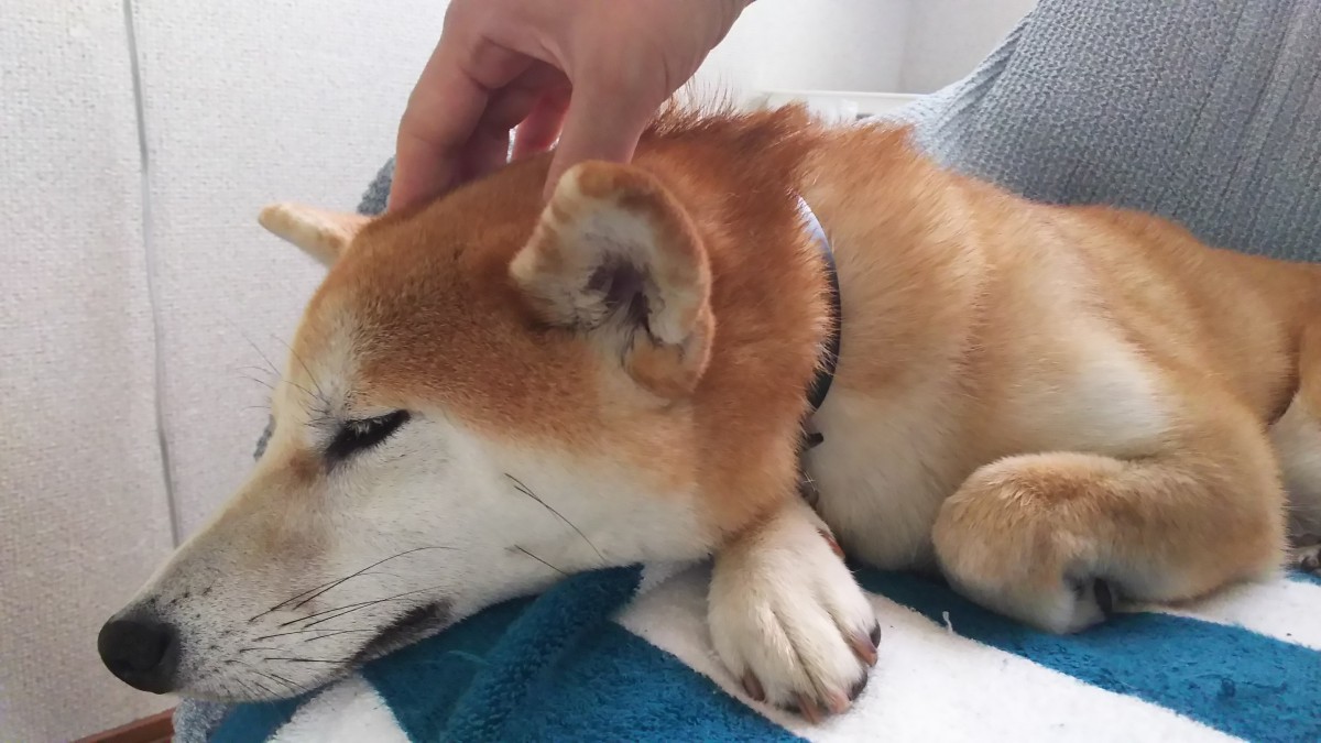 愛犬に「ありがとう」を伝える５つの方法