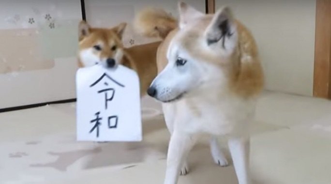 わんこ達から重要なお知らせがあるようです。柴犬達の号外発表？！