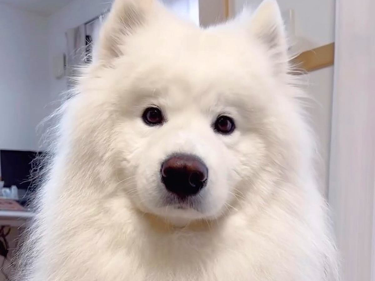 出勤したはずのパパが５分で帰宅することに→家にいた大型犬が…想定外な展開で見せた行動が59万再生「最高のお出迎え」「可愛すぎる」の声