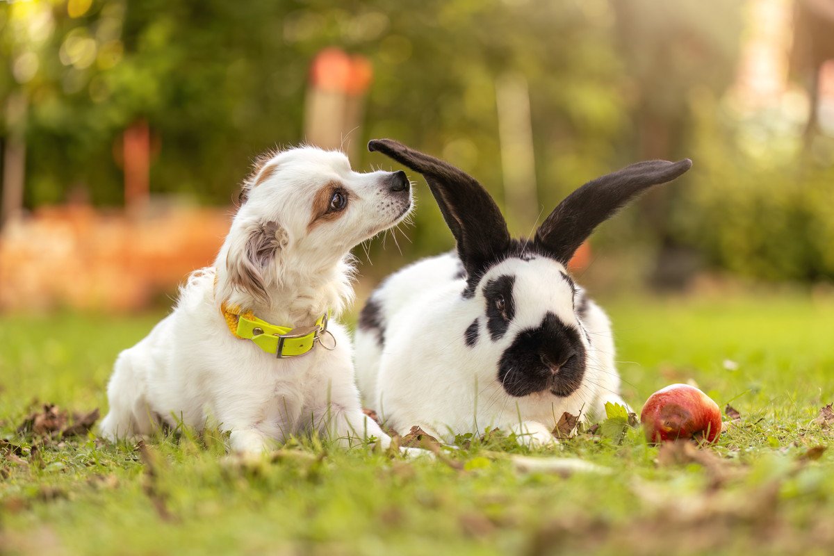 犬と一緒に飼わない方がいいペット4選　同居に向かない理由や飼い主がすべき配慮まで