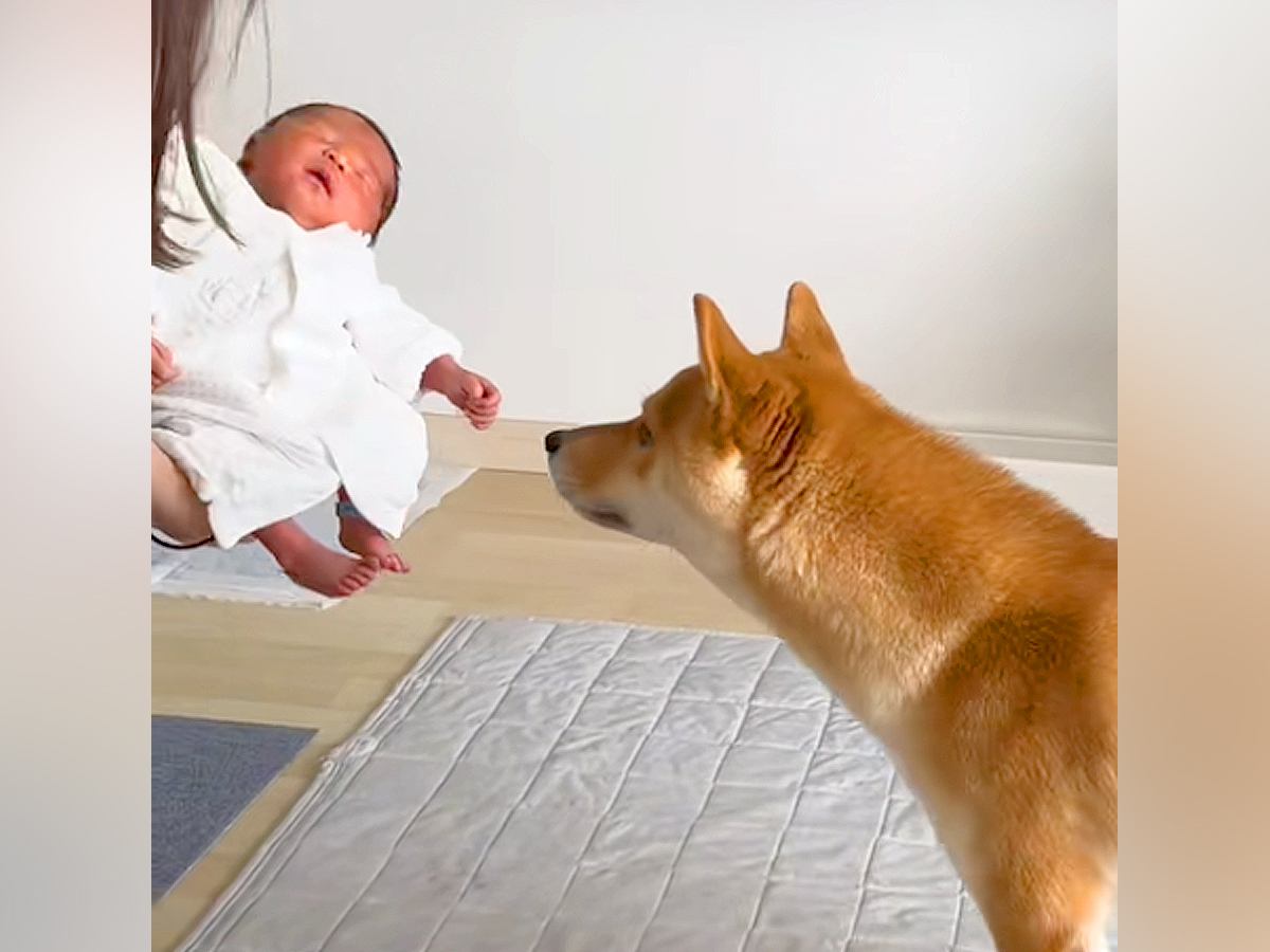 生まれたての赤ちゃんと一緒に帰宅→『犬も歓迎してくれる』と思ったら…予想外な『まさかの光景』に反響「いいコンビになるｗ」「厳重警戒で草」