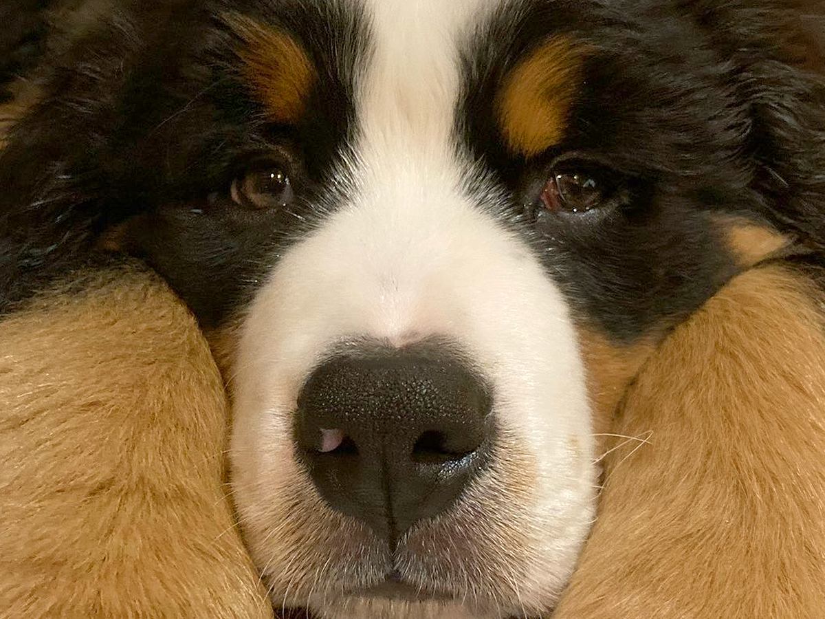 『ウサギが2羽いるのかと思った』超大型の子犬が"手を並べて伏せていた"結果…勘違いしてしまう光景に3万いいね「本当に見えるｗ」と絶賛