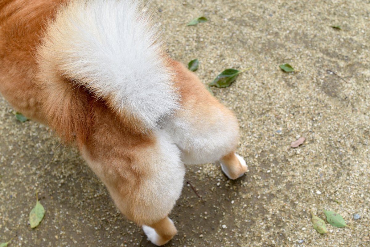 犬が『おしりを地面にスリスリする』理由５選　治療が必要な病気やトラブルの可能性まで