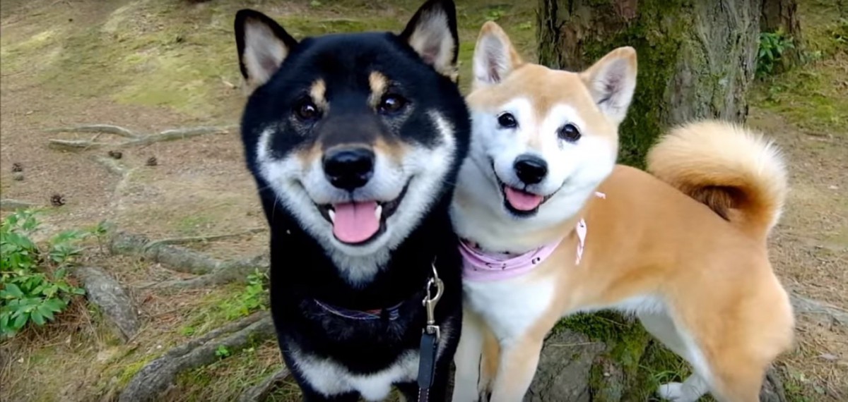 離れてもすぐにぴったり♪仲良し過ぎる柴犬コンビ