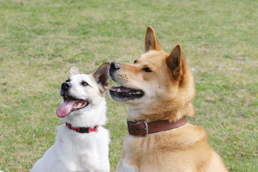 犬の里親になるには？不合格となる条件5選を解説