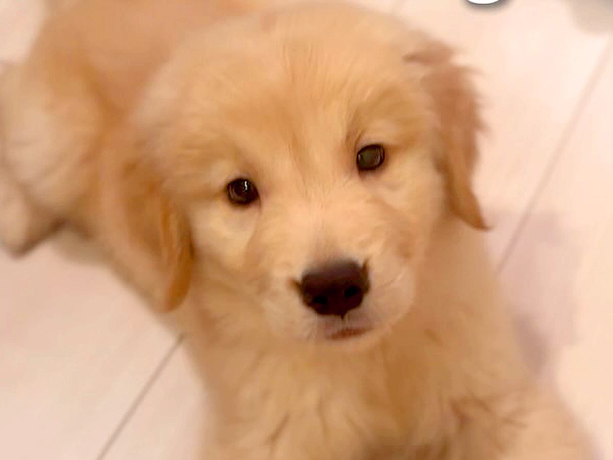 体重3キロの『大型犬の赤ちゃん』→たった3ヶ月後…驚きを隠せない『衝撃的すぎる成長』が15万再生「巨大化すごい」「7倍ｗｗ」と絶賛