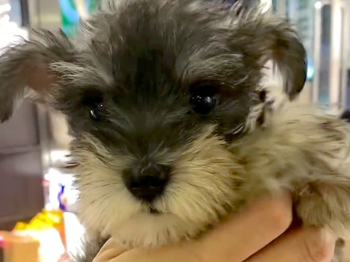 手のひらサイズの『天使のような小型犬』をお迎え→大切に育てた結果…思っていたのと違う『成長』が67万再生「可愛すぎる」「愛情たっぷり」