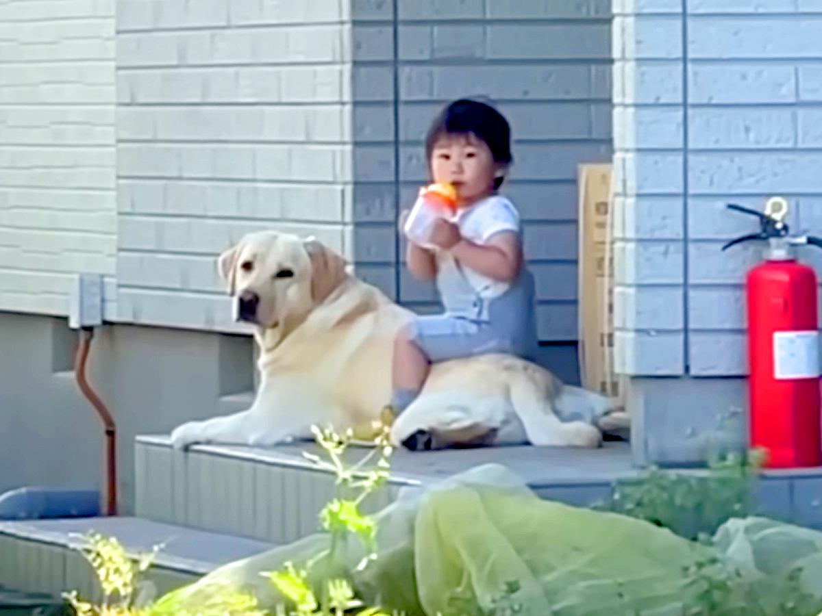 庭で作業中に『1歳の女の子と大型犬』をスマホで覗いてみたら…驚きの光景と『まさかの対応』が素敵すぎると446万再生「優しい世界」「賢い」